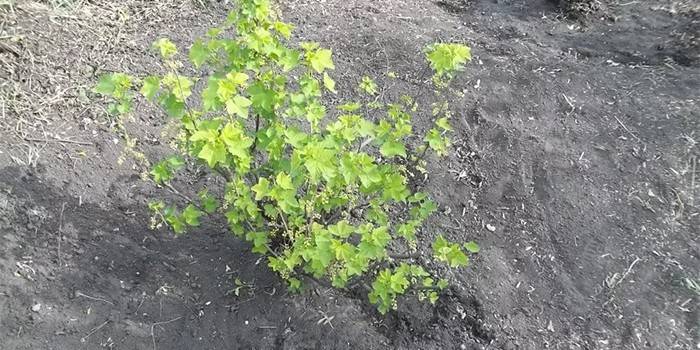 Bush po správnom prerezávaní