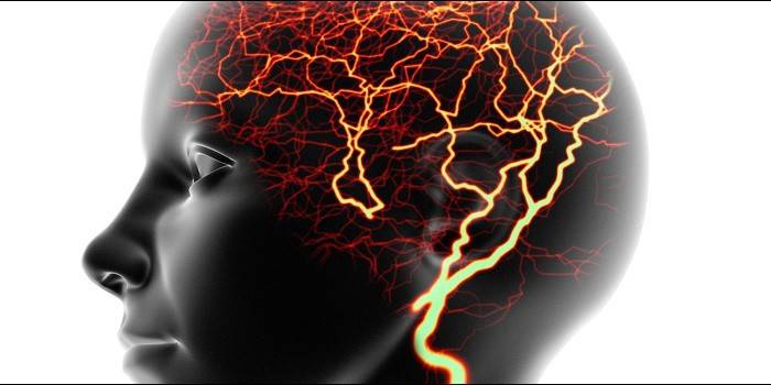 Neuronas del cerebro humano