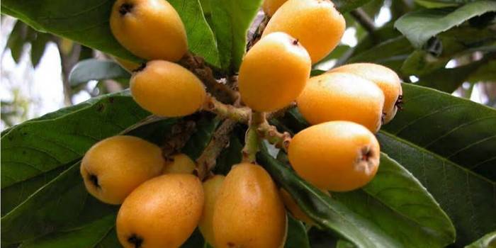 Medlar na vetve