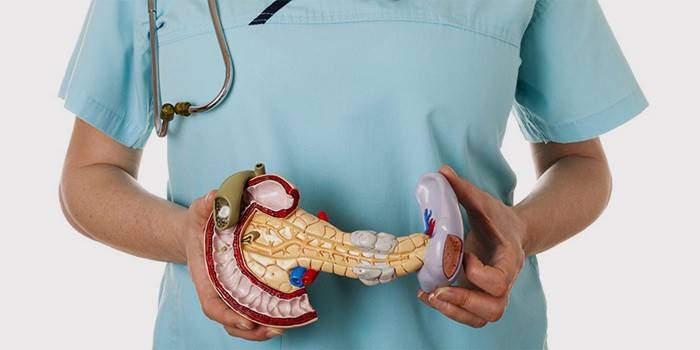 O pâncreas nas mãos de um médico