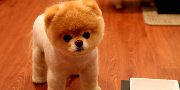 Filhote de cachorro pomeranian