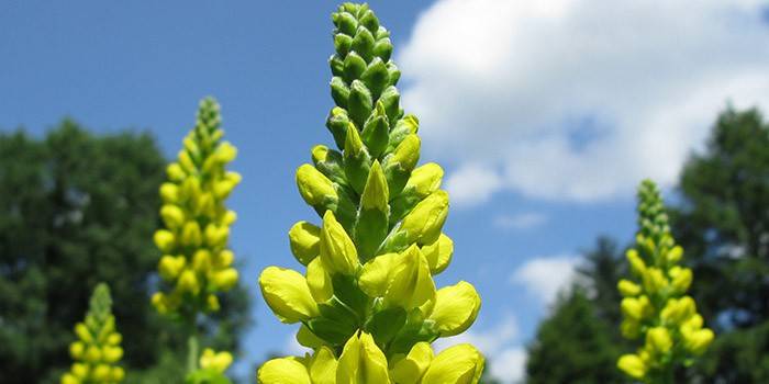Trawa Thermopsis