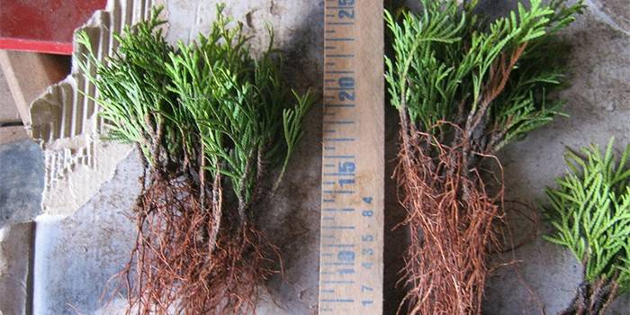 Plantones de Thuja Smaragd