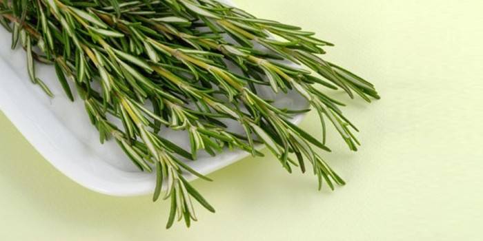 Čerstvé vetvy rozmarínu officinalis