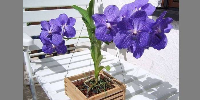 Kvitnúce orchidea Wanda