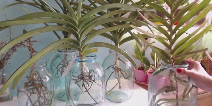 Pestovanie orchidey Wanda