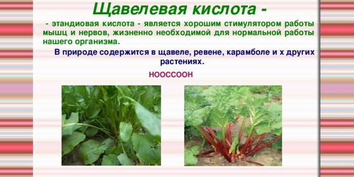Informacje o kwasie szczawiowym