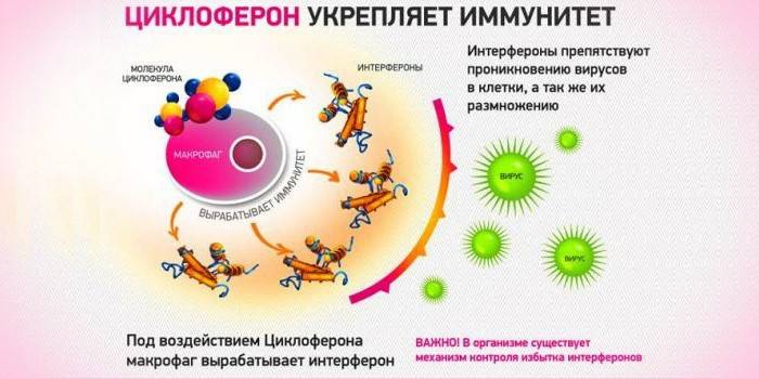 Schemat działania Cycloferon