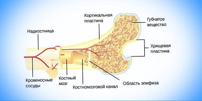 Lokalizacja szpiku kostnego