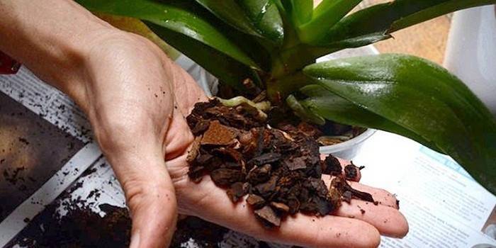 Pôda pre orchidea vanda v dlani