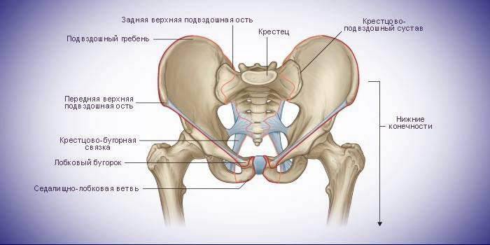 Estructura ilíaca
