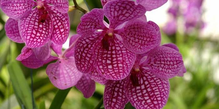 Orchid Wanda