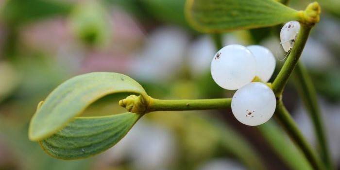 Planta de visco branco