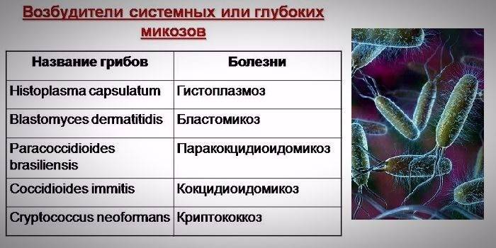 Патогени на микозите