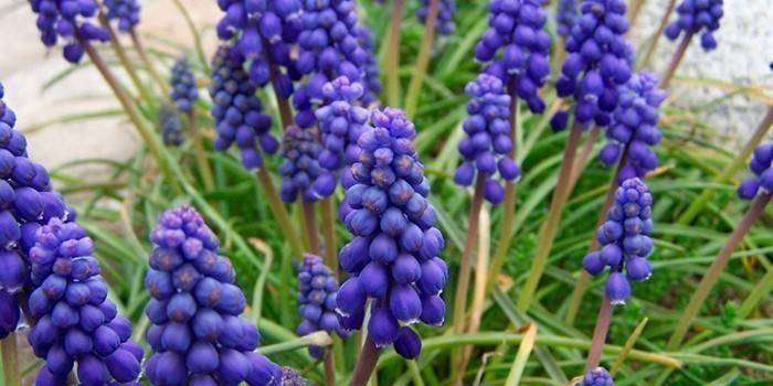 Muscari