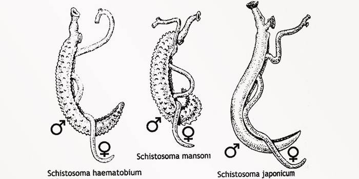 Vistas do Schistosoma
