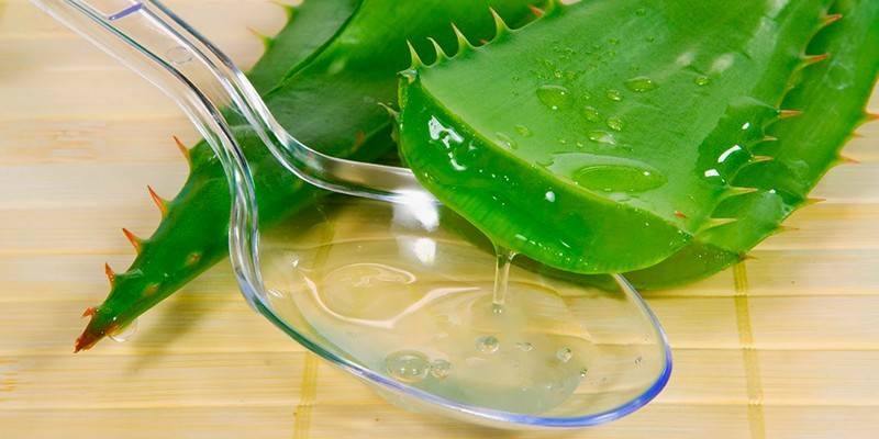 Aloes
