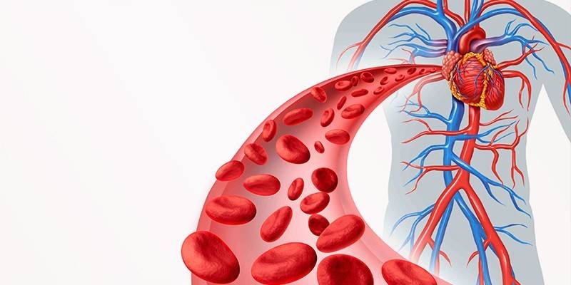 İnsan dolaşım sisteminde kırmızı kan hücreleri