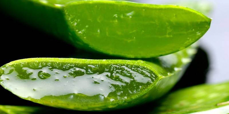 Aloes