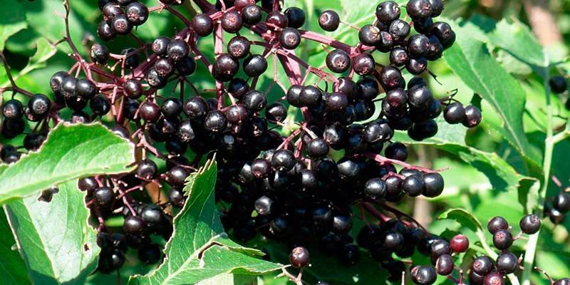 Arbusto da fruta