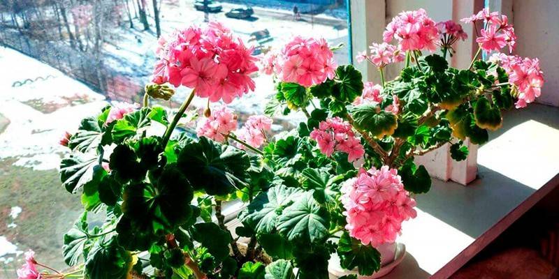 Geranium na parapete