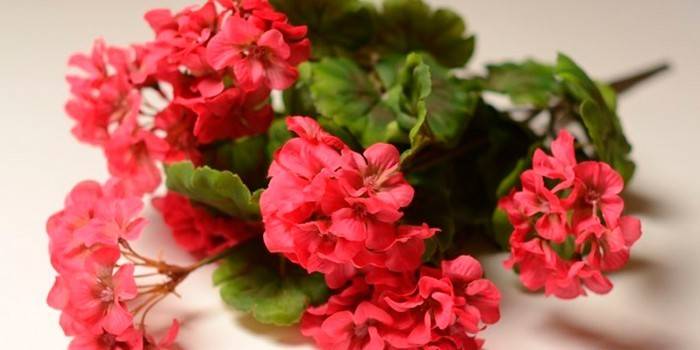 Bukiety z pelargonii