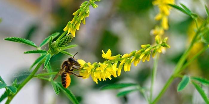 Trevo amarelo na natureza