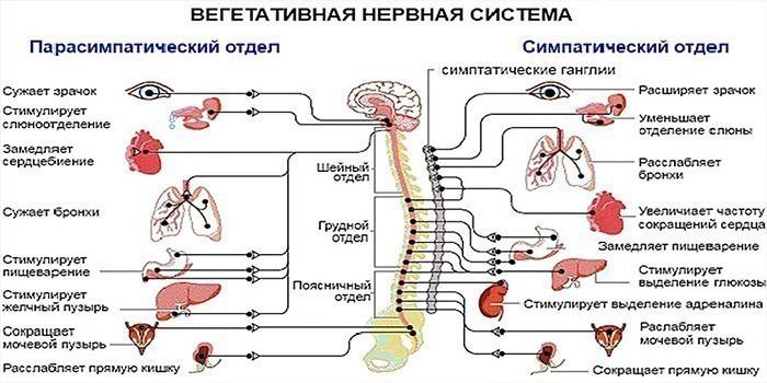 Симпатичка и парасимпатичка одељења аутономног нервног система