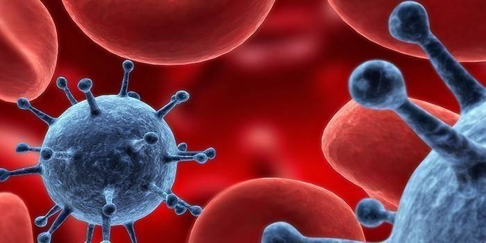 Herpes vírus v krvi