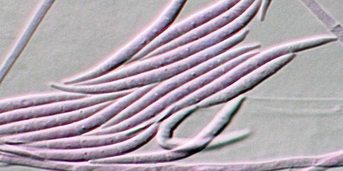 Huby Fusarium