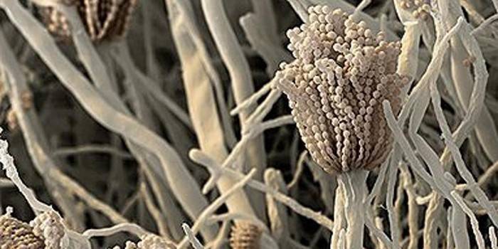 Alergeny grzybowe aspergillus fumigatus