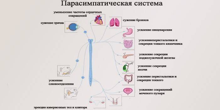 Парасимпатички систем