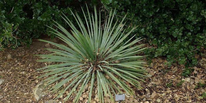 Yucca glauca na otvorenom priestranstve