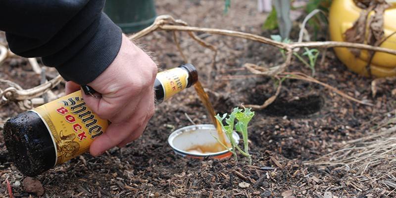 Kyselina boritá a pasca na pivo