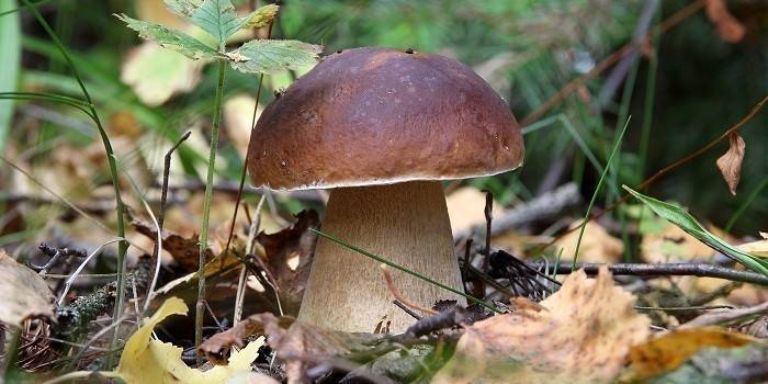 Cep