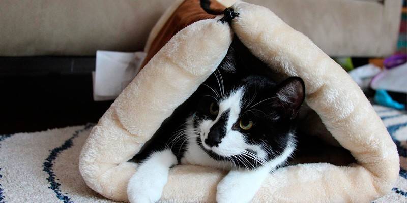 Chatka Kitty