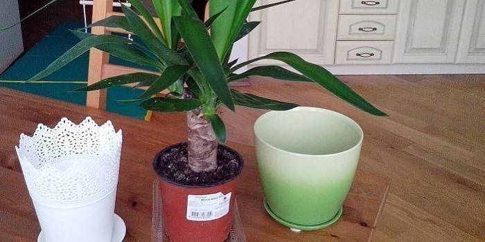 Yucca Pot