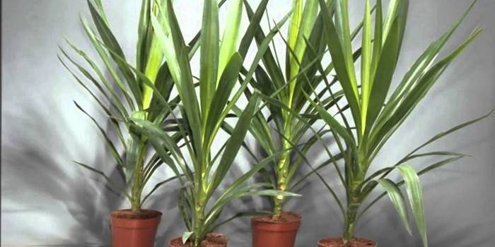 Rastlina Yucca v kvetináčoch