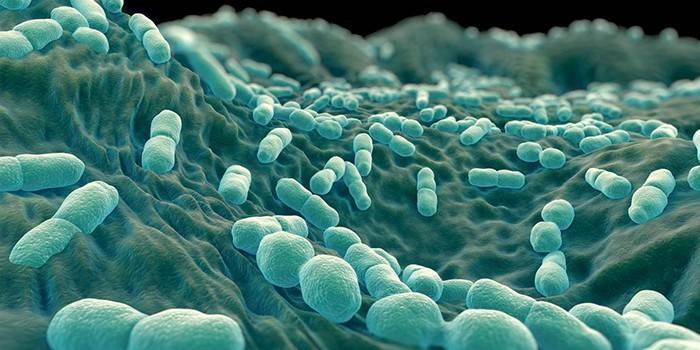 Bakterie Listeria monocytogenes pod mikroskopem