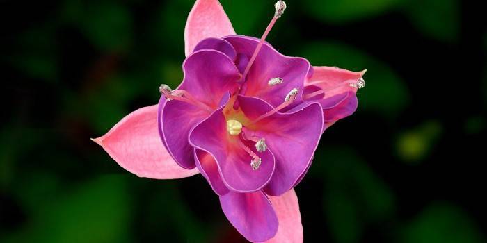 Kvitnúce domov Fuchsia - fotografia 4