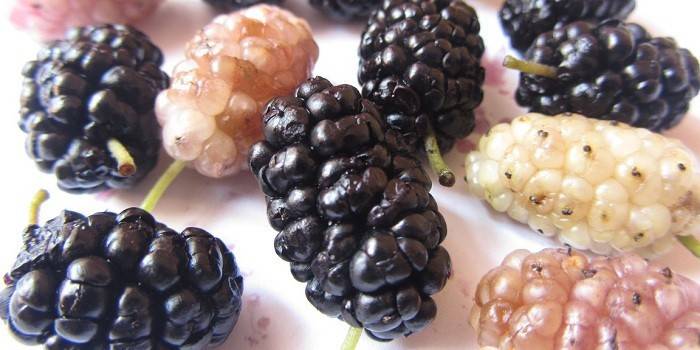 O que parece Mulberry - foto 3