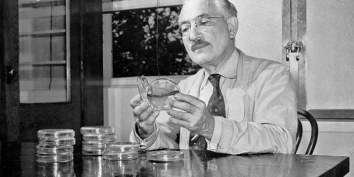 Naukowiec Zelman Waxman