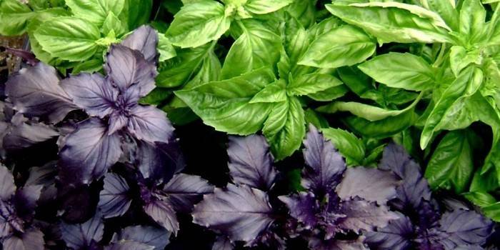 Manjericão comum de grau verde e cor violeta