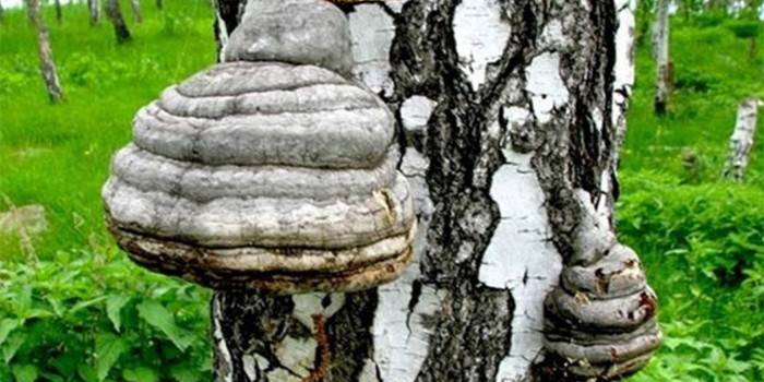 Chaga huba na breza