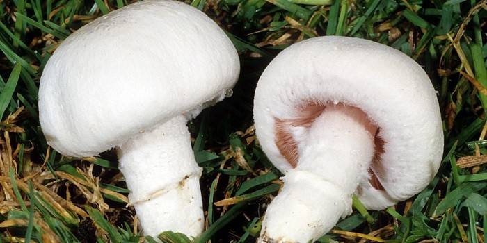 Champignon