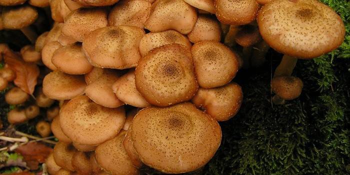 Outono mel agaric