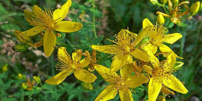 Flores de Hypericum