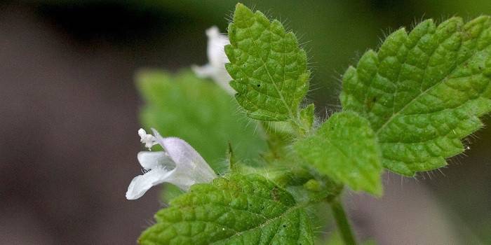 Blooming Melissa officinalis