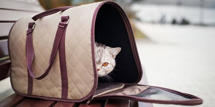 Transportar gato