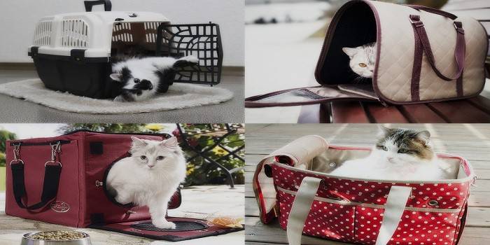 Diferentes tipos de portadores de gatos